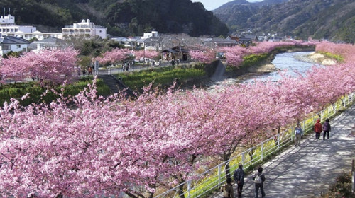日本东京【东京樱你而来 东京富士山,河津樱花,伊豆温泉六天赏樱之