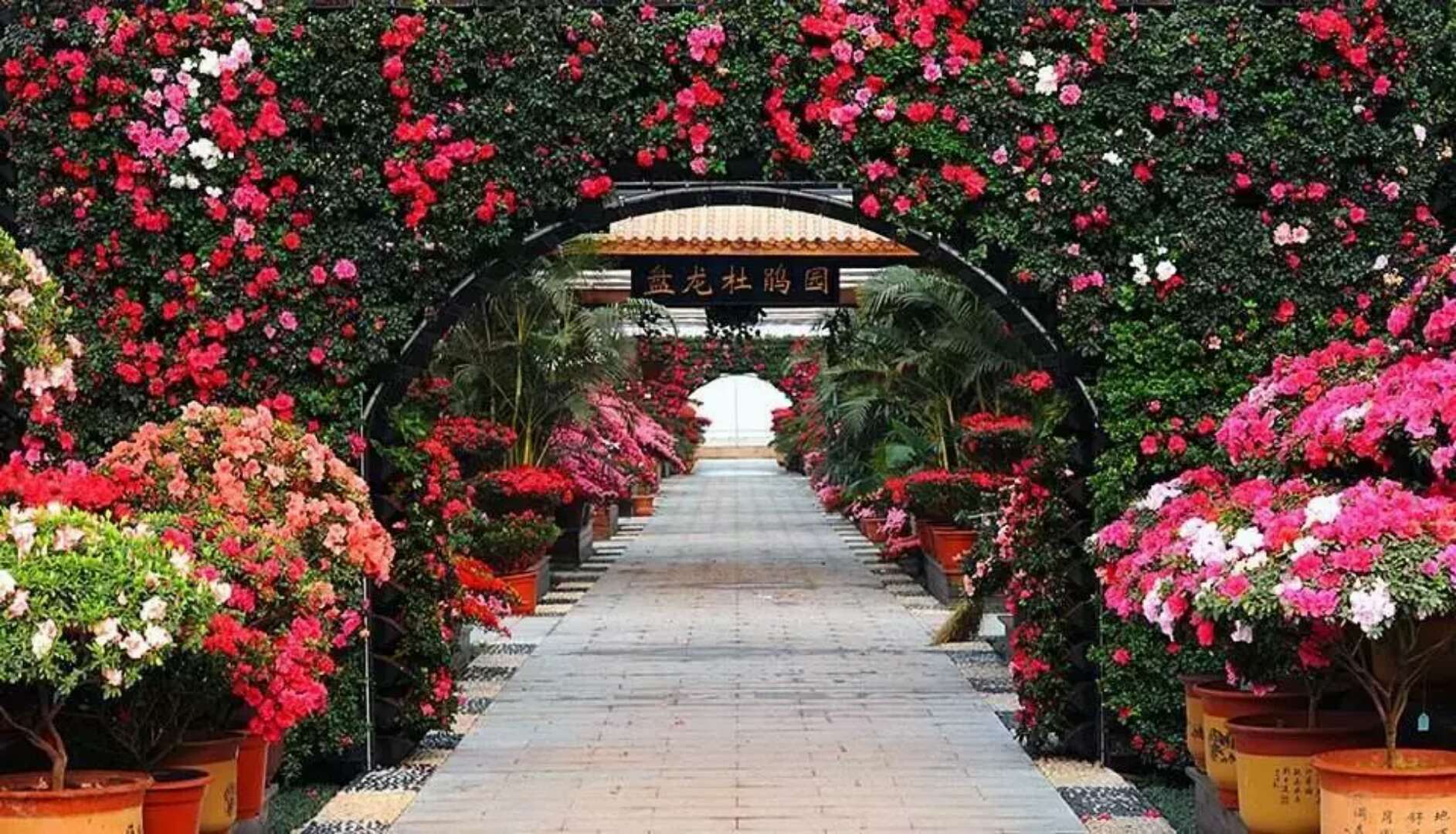 盘龙大观园观光票