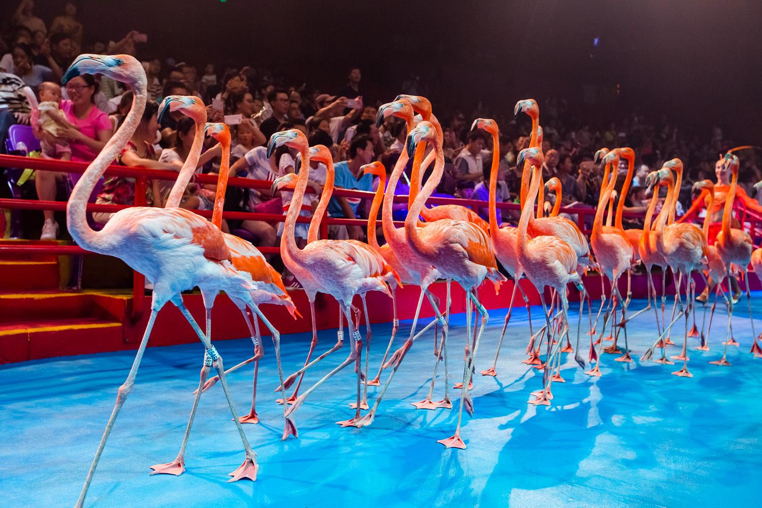 单订票*广州【长隆大马戏双人vip票】-近邻游旅行网