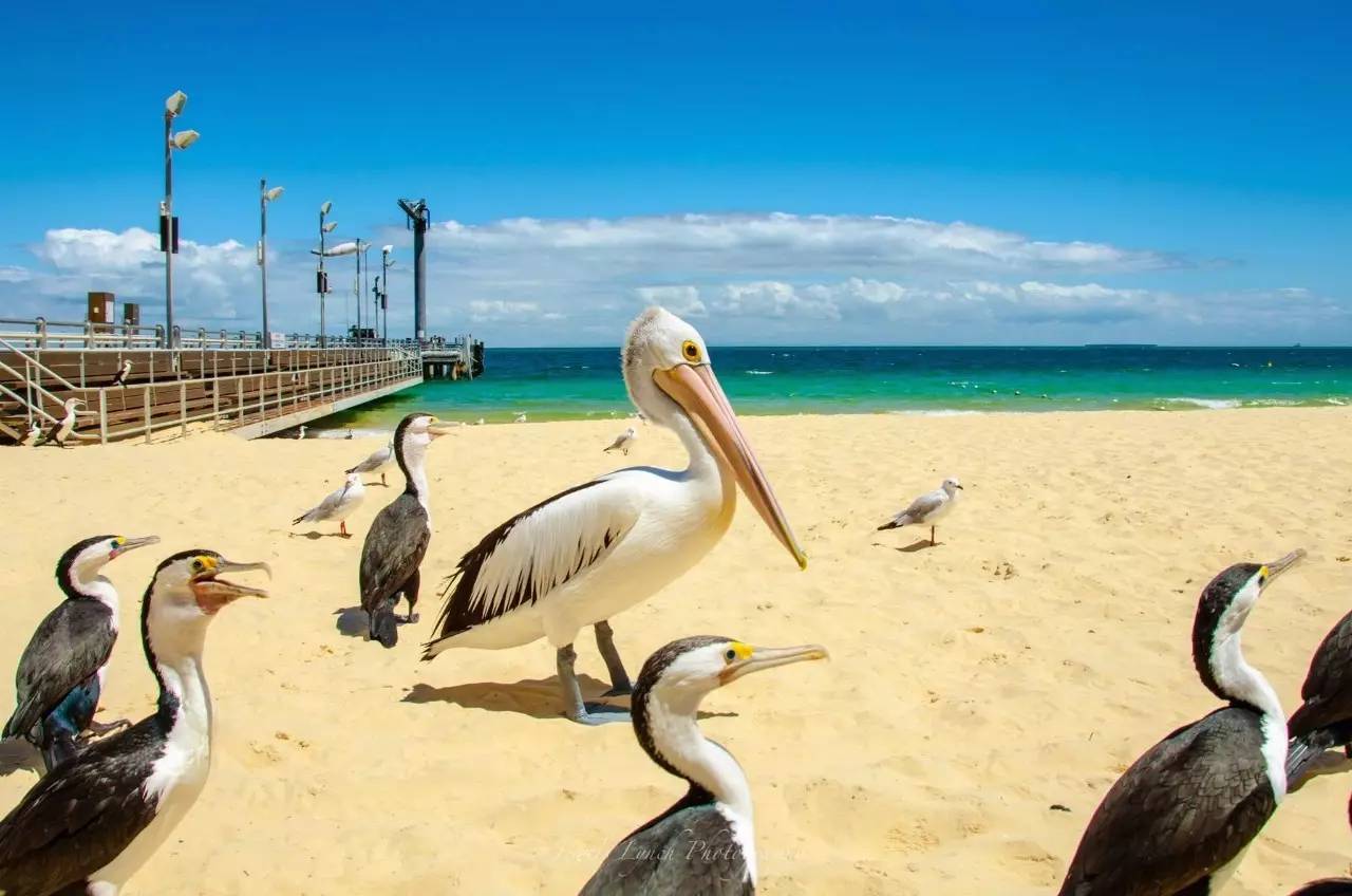 返普归真-澳新海豚岛13日 (海航32-64正常年龄)