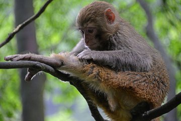 蜂行【张峡 真好玩】重庆三峡张家界双飞10日-国内夕阳红