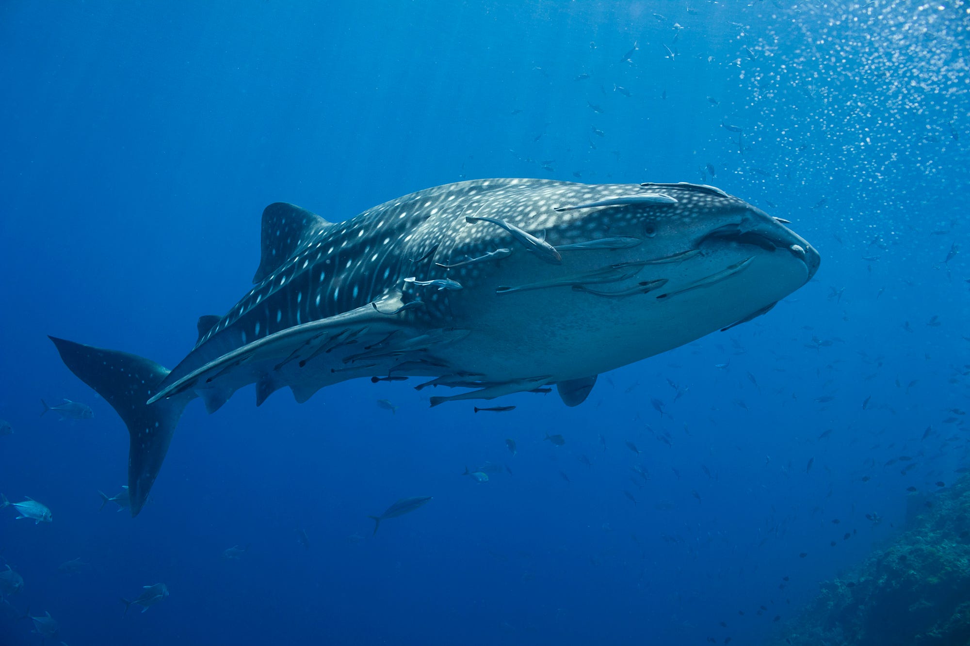 pr-曼舞鲸鲨-宿雾薄荷岛6天5晚-奢享版